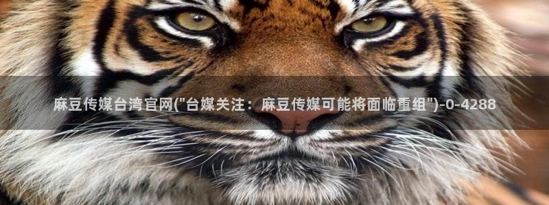 麻豆视频低竞争词